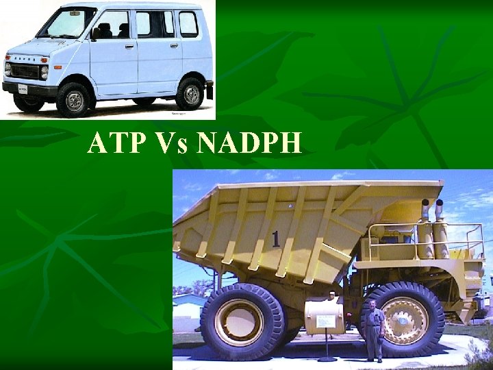 ATP Vs NADPH 