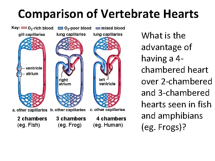 Comparison of Vertebrate Hearts 2 chambers (eg. Fish) 3 chambers (eg. Frog) 4 chambers