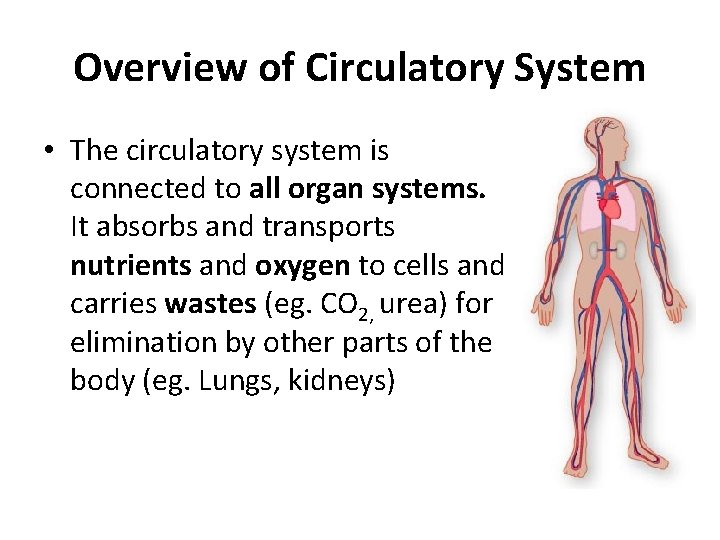 Overview of Circulatory System • The circulatory system is connected to all organ systems.