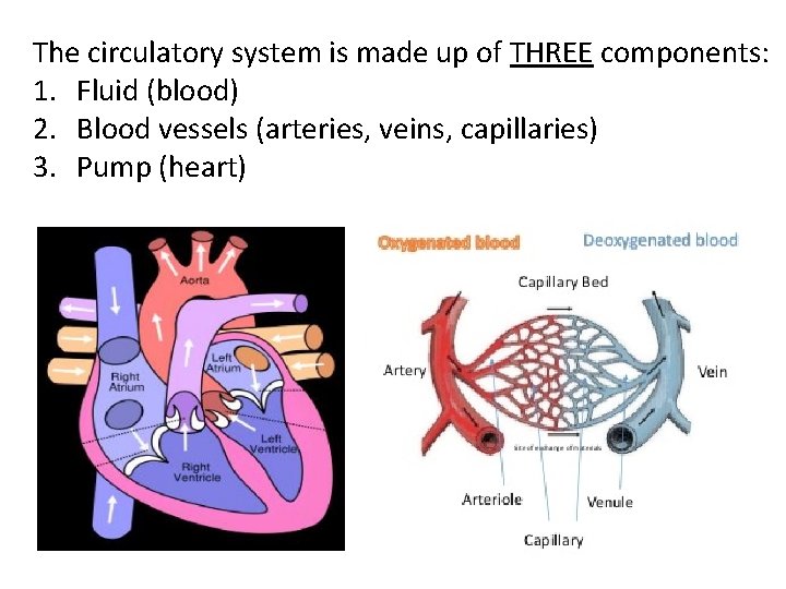 The circulatory system is made up of THREE components: 1. Fluid (blood) 2. Blood