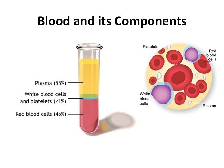 Blood and its Components 