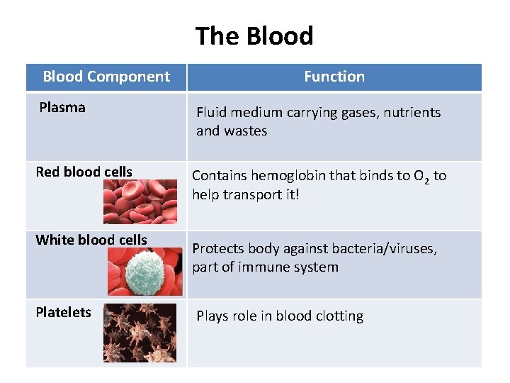 The Blood Component Function Plasma Fluid medium carrying gases, nutrients and wastes Red blood