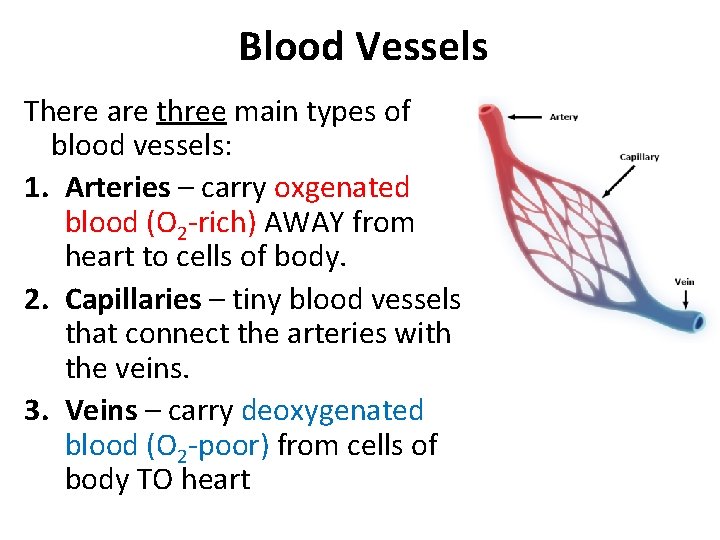Blood Vessels There are three main types of blood vessels: 1. Arteries – carry