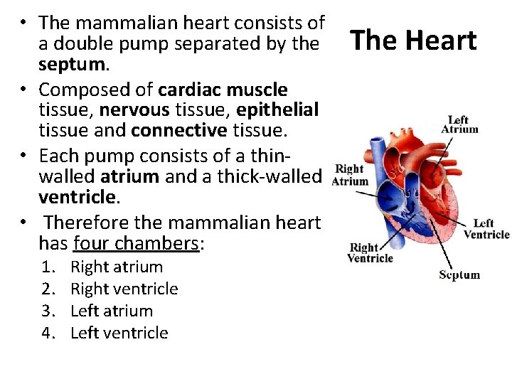  • The mammalian heart consists of a double pump separated by the septum.