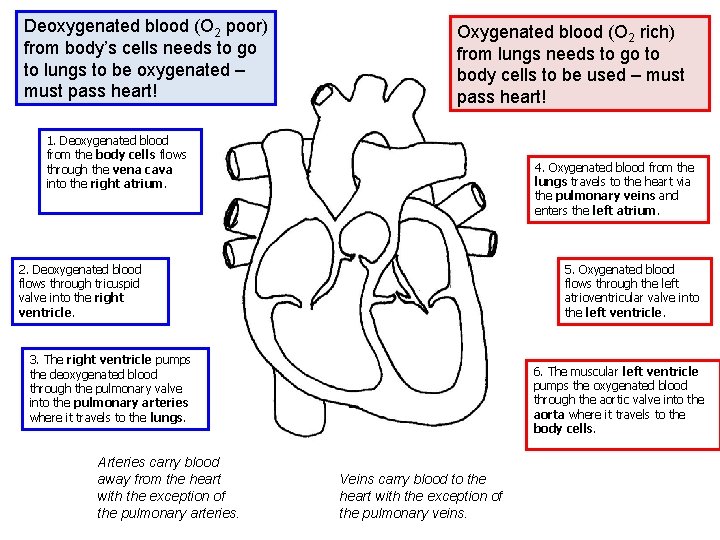 Deoxygenated blood (O 2 poor) from body’s cells needs to go to lungs to