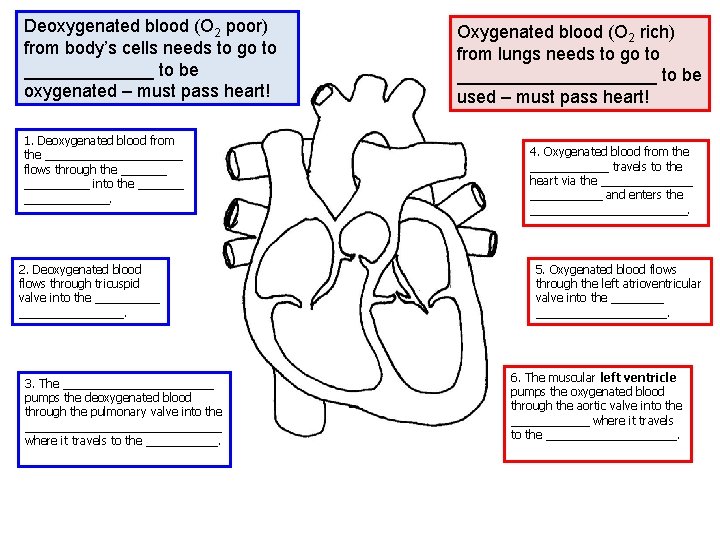 Deoxygenated blood (O 2 poor) from body’s cells needs to go to _______ to