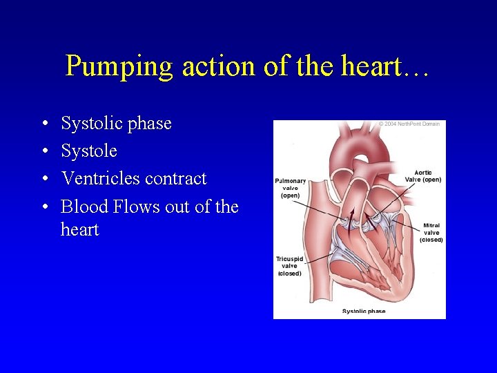 Pumping action of the heart… • • Systolic phase Systole Ventricles contract Blood Flows