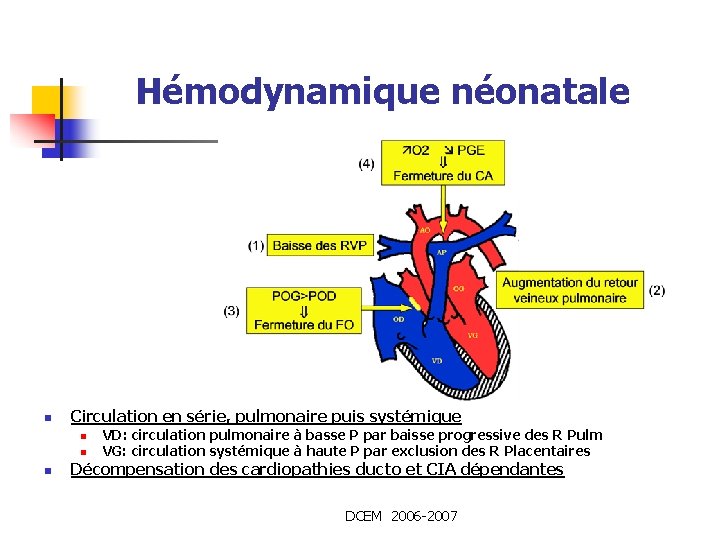 Hémodynamique néonatale n Circulation en série, pulmonaire puis systémique n n n VD: circulation Hémodynamique néonatale n Circulation en série, pulmonaire puis systémique n n n VD: circulation