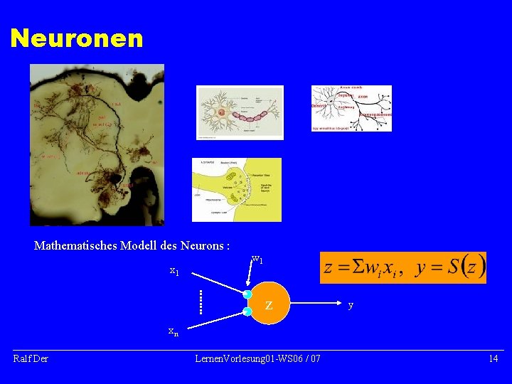 Neuronen Mathematisches Modell des Neurons : x 1 w 1 z y xn Ralf