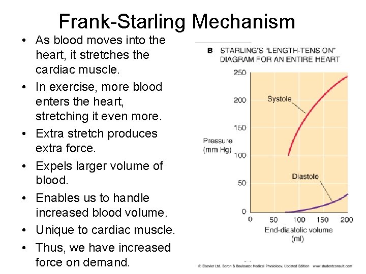 Frank-Starling Mechanism • As blood moves into the heart, it stretches the cardiac muscle.