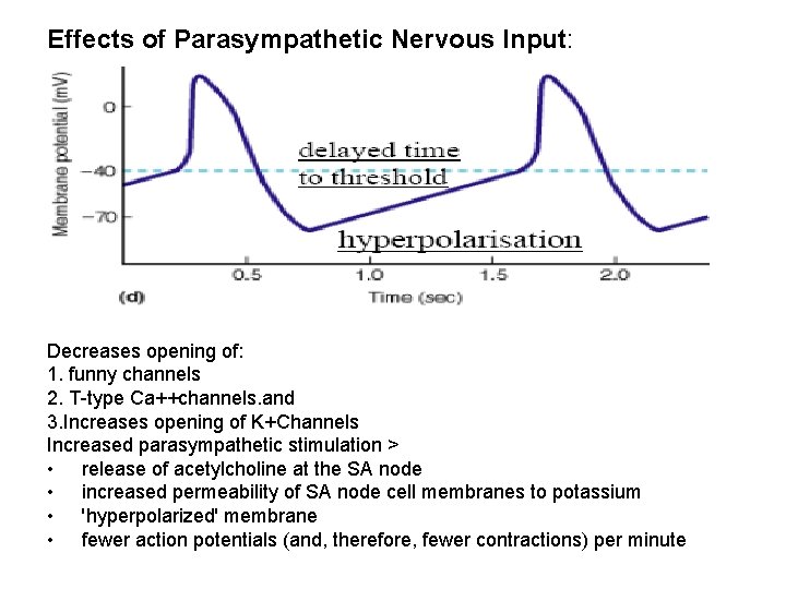 Effects of Parasympathetic Nervous Input: Decreases opening of: 1. funny channels 2. T-type Ca++channels.