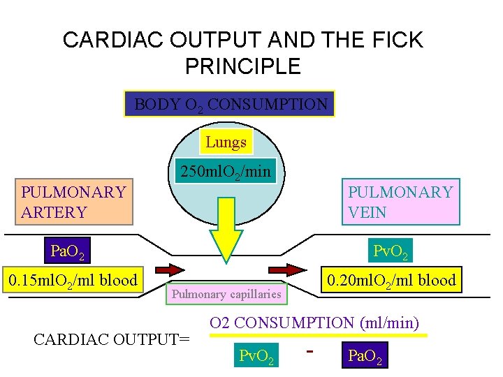 CARDIAC OUTPUT AND THE FICK PRINCIPLE BODY O 2 CONSUMPTION Lungs PULMONARY ARTERY 250