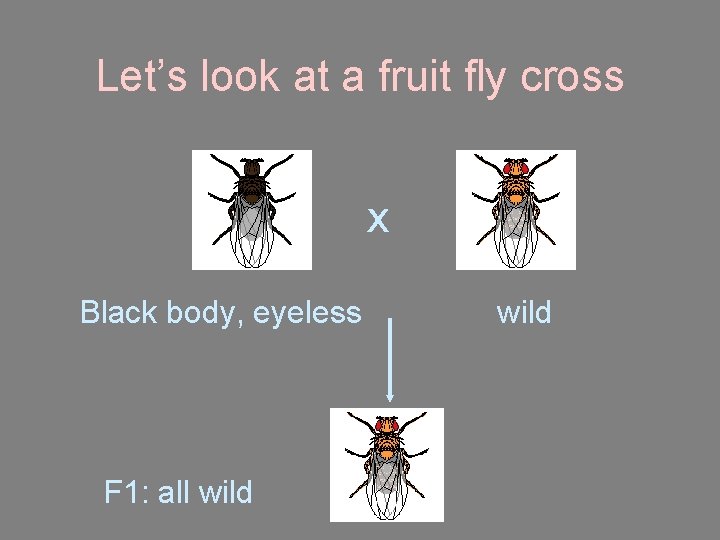 Let’s look at a fruit fly cross x Black body, eyeless F 1: all Let’s look at a fruit fly cross x Black body, eyeless F 1: all