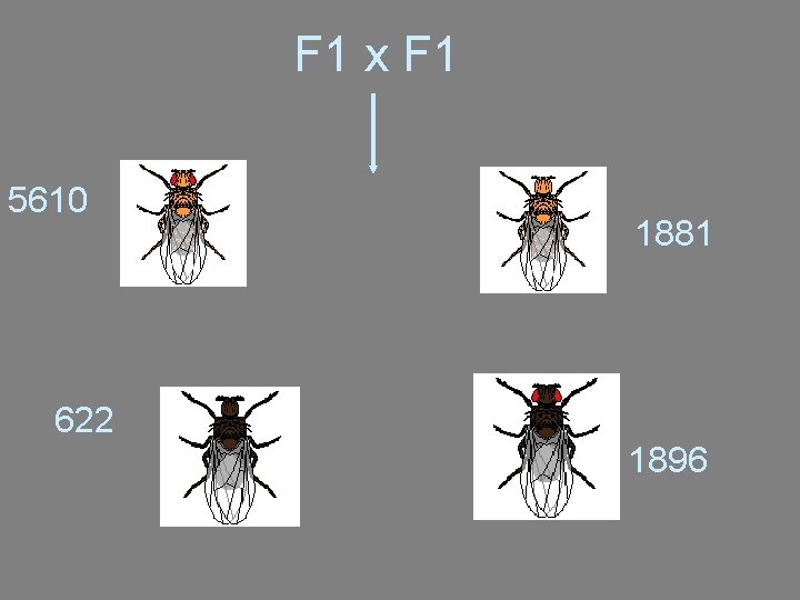 F 1 x F 1 5610 1881 622 1896 F 1 x F 1 5610 1881 622 1896