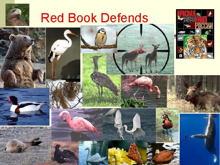 Red Book Defends 