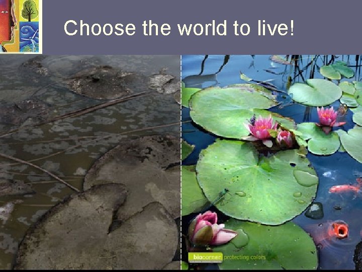 Choose the world to live! 