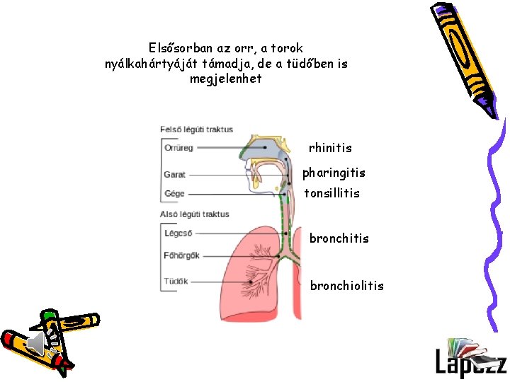 Elsősorban az orr, a torok nyálkahártyáját támadja, de a tüdőben is megjelenhet rhinitis pharingitis