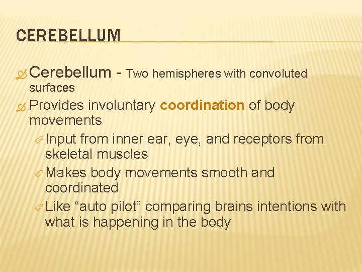 CEREBELLUM Cerebellum surfaces - Two hemispheres with convoluted Provides involuntary coordination of body movements