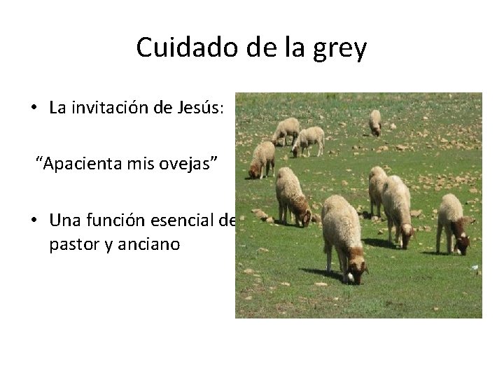 Cuidado de la grey • La invitación de Jesús: “Apacienta mis ovejas” • Una