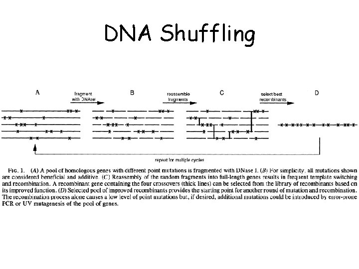 DNA Shuffling DNA Shuffling