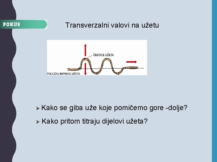 Transverzalni valovi na užetu Ø Kako se giba uže koje pomičemo gore -dolje? Ø