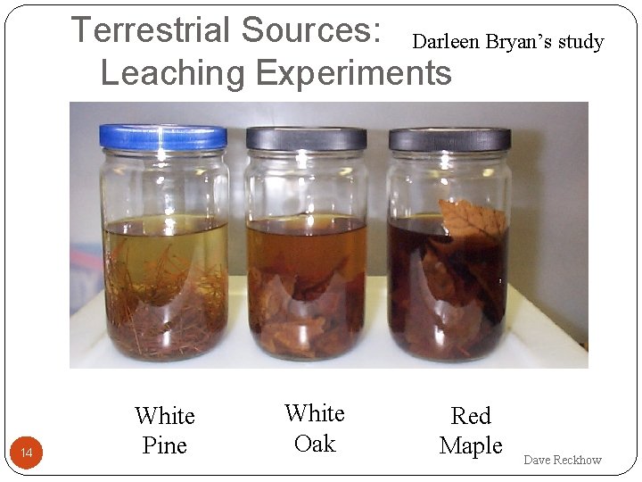 Terrestrial Sources: Darleen Bryan’s study Leaching Experiments 14 White Pine White Oak Red Maple
