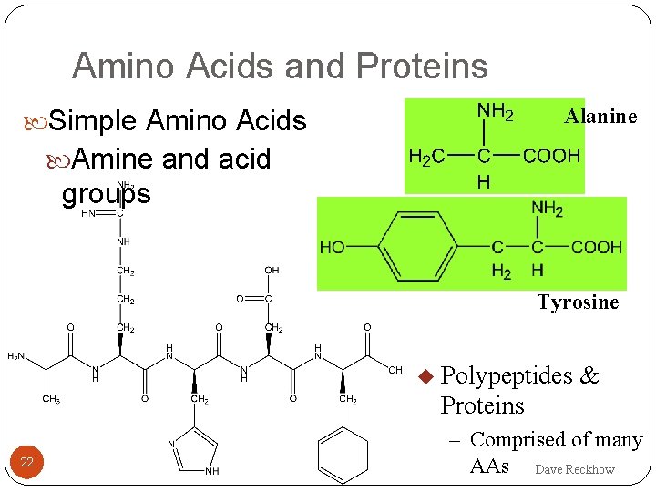 Amino Acids and Proteins Alanine Simple Amino Acids Amine and acid groups Tyrosine u