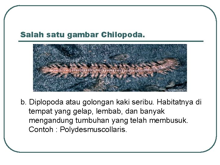 Salah satu gambar Chilopoda. b. Diplopoda atau golongan kaki seribu. Habitatnya di tempat yang