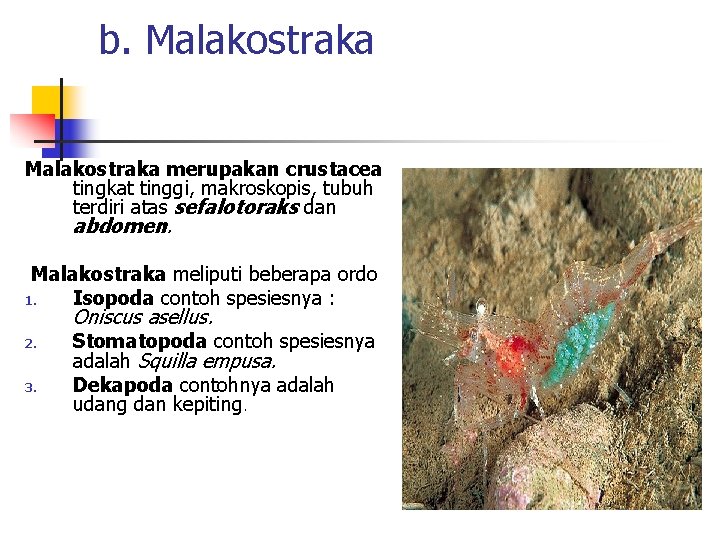 b. Malakostraka merupakan crustacea tingkat tinggi, makroskopis, tubuh terdiri atas sefalotoraks dan abdomen. Malakostraka