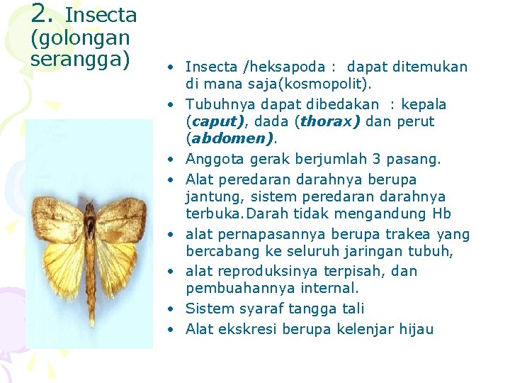 2. Insecta (golongan serangga) • Insecta /heksapoda : dapat ditemukan di mana saja(kosmopolit). •