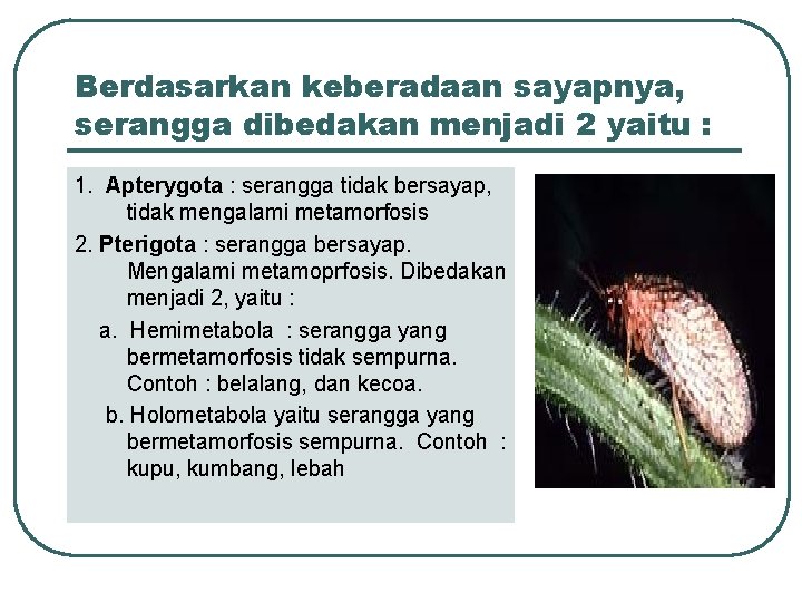 Berdasarkan keberadaan sayapnya, serangga dibedakan menjadi 2 yaitu : 1. Apterygota : serangga tidak Berdasarkan keberadaan sayapnya, serangga dibedakan menjadi 2 yaitu : 1. Apterygota : serangga tidak