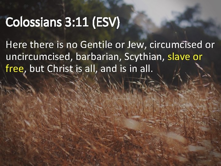 Colossians 3: 11 (ESV) Here there is no Gentile or Jew, circumcised or uncircumcised,