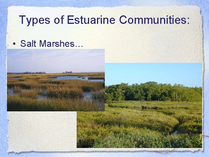 Types of Estuarine Communities: • Salt Marshes… 