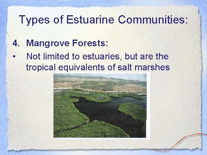 Types of Estuarine Communities: 4. Mangrove Forests: • Not limited to estuaries, but are