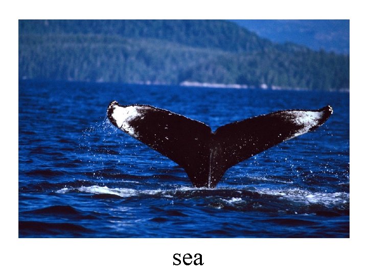 sea sea