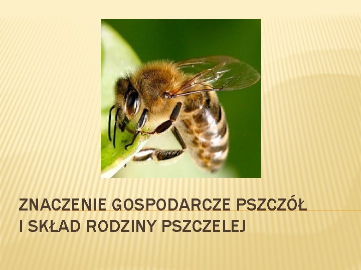 ZNACZENIE GOSPODARCZE PSZCZÓŁ I SKŁAD RODZINY PSZCZELEJ 