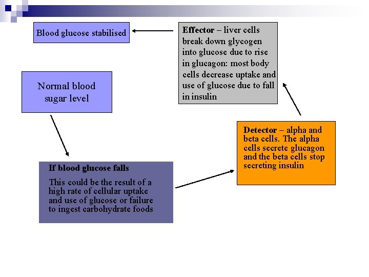 Blood glucose stabilised Normal blood sugar level If blood glucose falls This could be