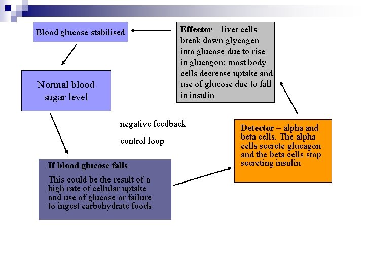 Blood glucose stabilised Normal blood sugar level Effector – liver cells break down glycogen
