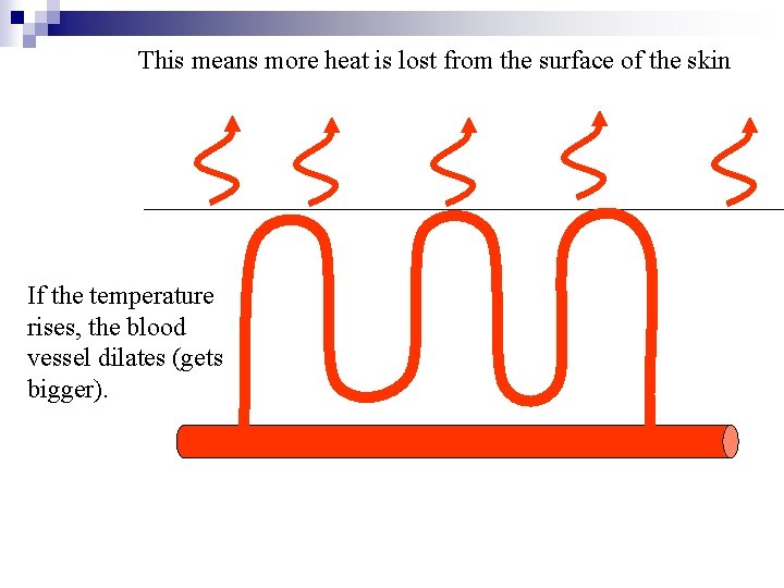 This means more heat is lost from the surface of the skin If the