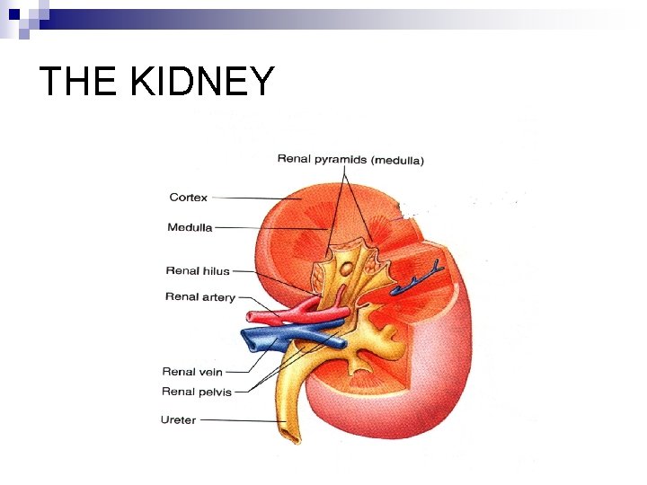 THE KIDNEY 