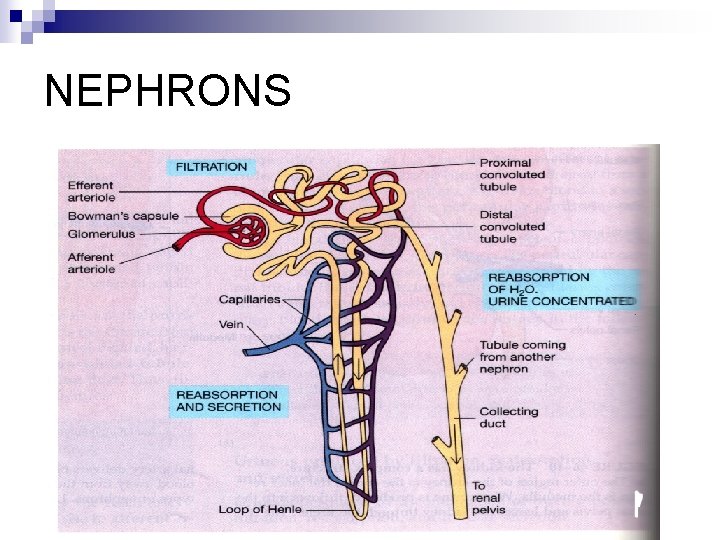 NEPHRONS 