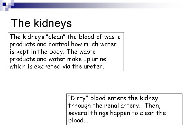 The kidneys “clean” the blood of waste products and control how much water is