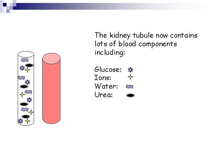 The kidney tubule now contains lots of blood components including: Glucose: Ions: Water: Urea: