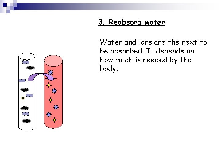 3. Reabsorb water Water and ions are the next to be absorbed. It depends