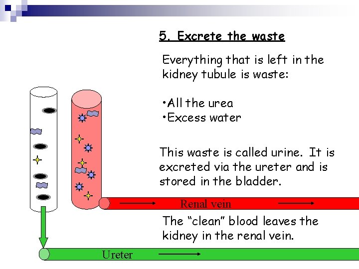 5. Excrete the waste Everything that is left in the kidney tubule is waste: