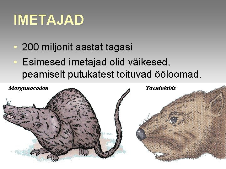 IMETAJAD • 200 miljonit aastat tagasi • Esimesed imetajad olid väikesed, peamiselt putukatest toituvad IMETAJAD • 200 miljonit aastat tagasi • Esimesed imetajad olid väikesed, peamiselt putukatest toituvad