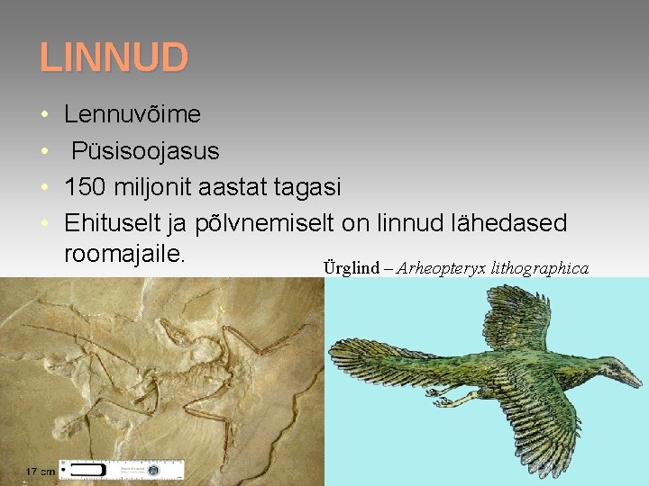 LINNUD • • Lennuvõime Püsisoojasus 150 miljonit aastat tagasi Ehituselt ja põlvnemiselt on linnud LINNUD • • Lennuvõime Püsisoojasus 150 miljonit aastat tagasi Ehituselt ja põlvnemiselt on linnud