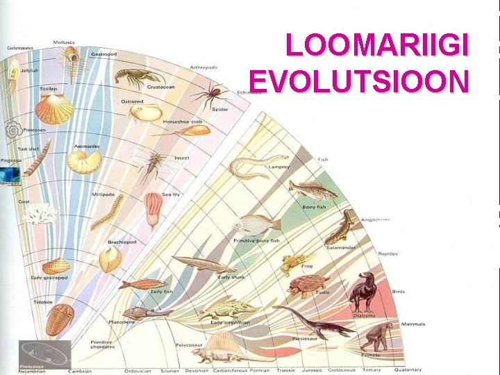 LOOMARIIGI EVOLUTSIOON LOOMARIIGI EVOLUTSIOON