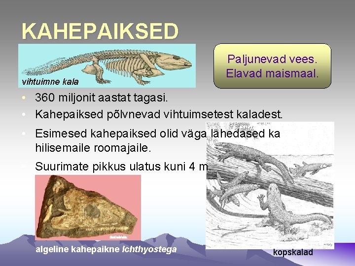 KAHEPAIKSED vihtuimne kala Paljunevad vees. Elavad maismaal. • 360 miljonit aastat tagasi. • Kahepaiksed KAHEPAIKSED vihtuimne kala Paljunevad vees. Elavad maismaal. • 360 miljonit aastat tagasi. • Kahepaiksed