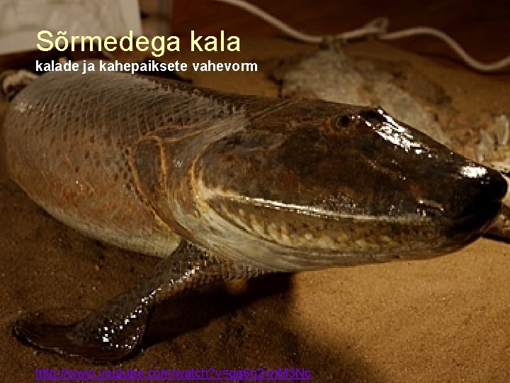 Sõrmedega kalade ja kahepaiksete vahevorm http: //www. youtube. com/watch? v=ga 6 n 2 vn. Sõrmedega kalade ja kahepaiksete vahevorm http: //www. youtube. com/watch? v=ga 6 n 2 vn.